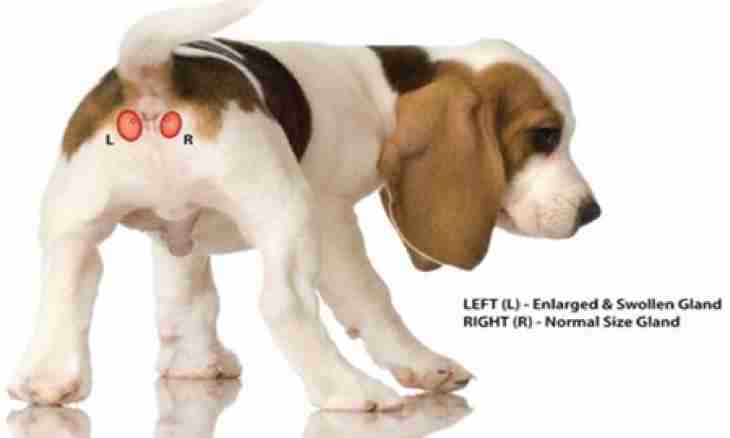 Inflammation of paraanal glands at dogs: reasons, treatment