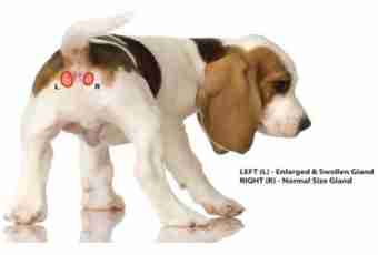 Inflammation of paraanal glands at dogs: reasons, treatment