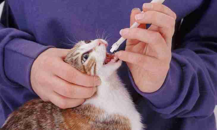 How to give to a cat medicine