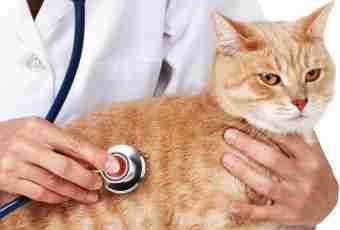 As at cats treat cancer