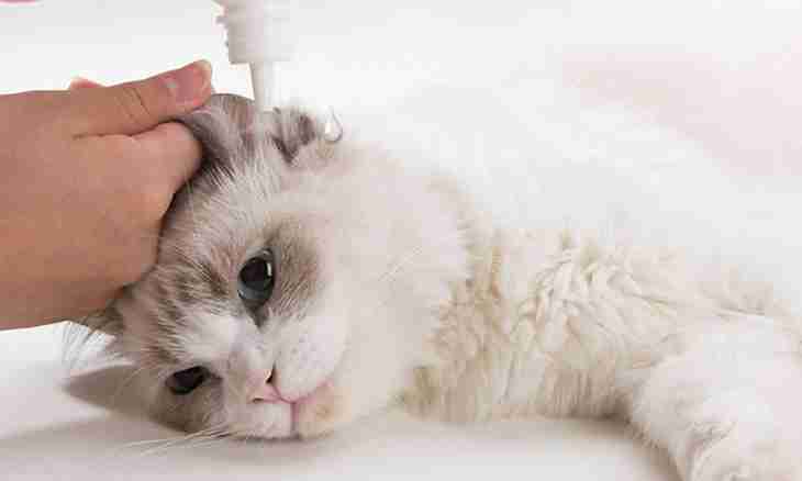 What medicine against ear pincers for kittens to choose
