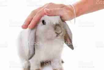 How to bring fleas at a rabbit