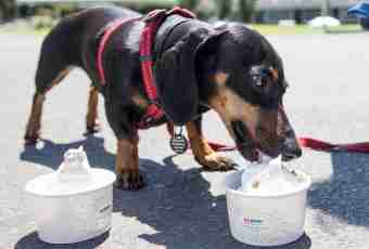 How to treat dachshunds