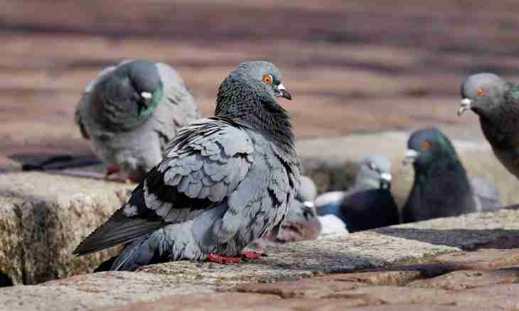 Diseases of pigeons and their treatment