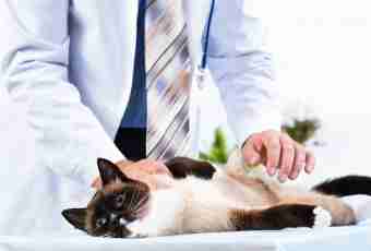 At a cat blood from back pass: reasons and treatment