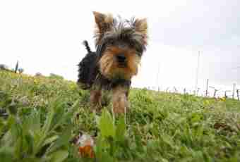 How to do an inoculation to Yorkshire terriers