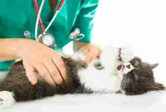 How to treat epilepsy at cats