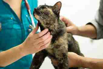 How to treat the wound after castration of a cat