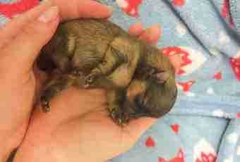 How to check hernia at a newborn puppy