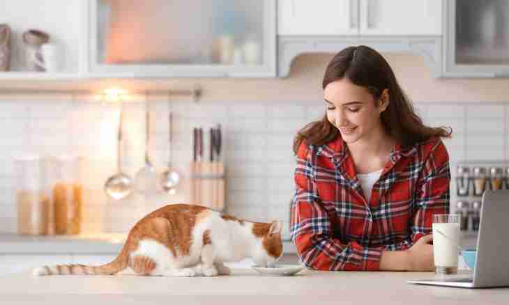 What to do if feels sick a cat after a meal