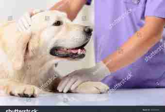 When it is possible to sterilize a dog