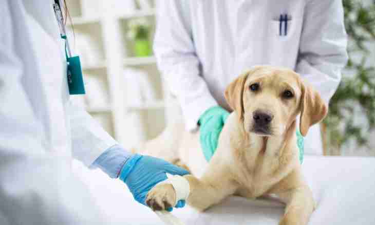 How to treat a wound at a dog