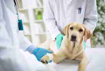 How to treat a wound at a dog