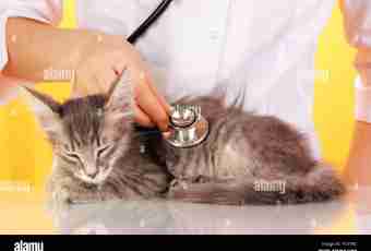 How to cure an urolithic disease at a cat