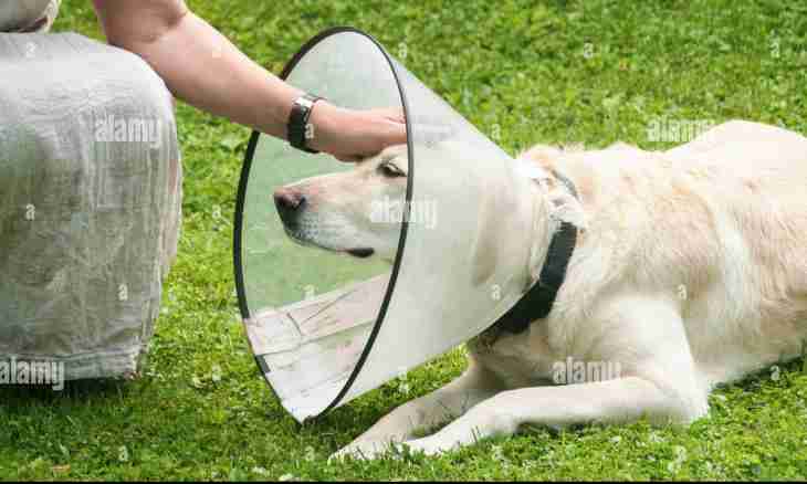 How to remove a cone on a neck at a dog