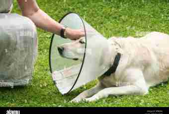 How to remove a cone on a neck at a dog