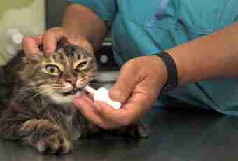 How to give to a cat medicine 