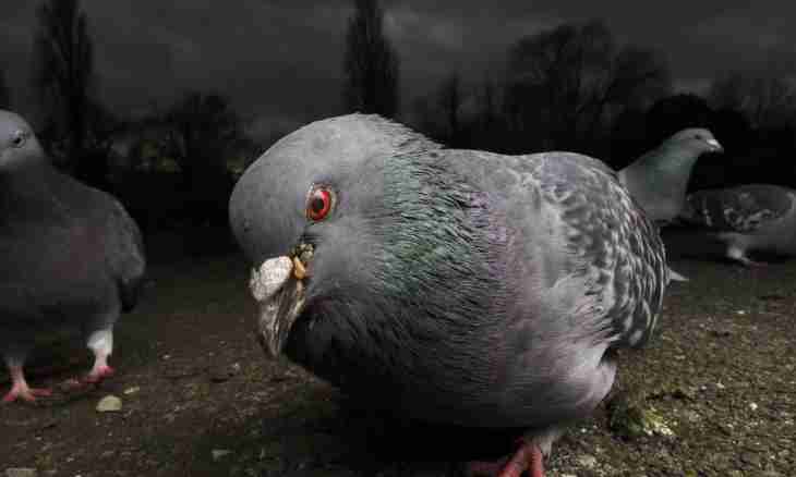 How to treat a vertyachka at pigeons