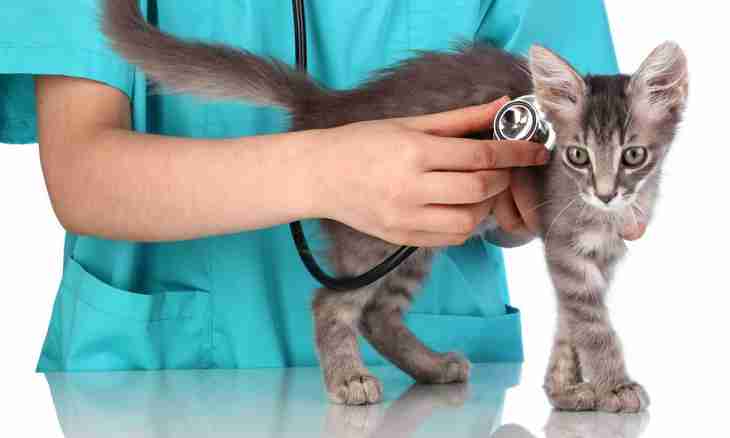 Panleukopenia of cats: reasons, symptoms, treatment