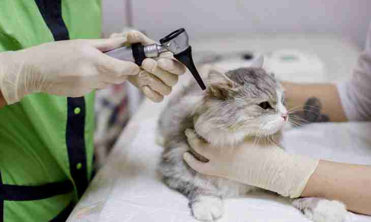 How to prepare a cat for sterilization