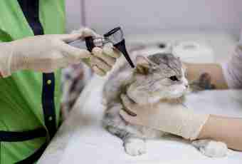 How to prepare a cat for sterilization