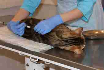 As there takes place sterilization of cats