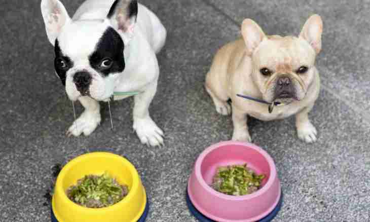 What to do if the dog does not eat