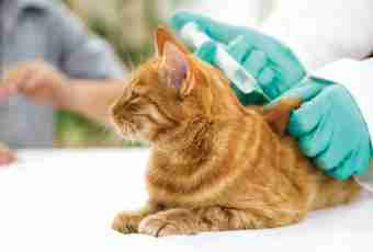 Whether do to cats a toxoplasmosis inoculation