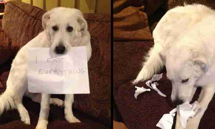 What to do if the dog ate a sock