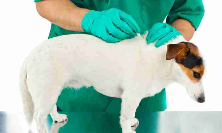 How to give first aid to the pet