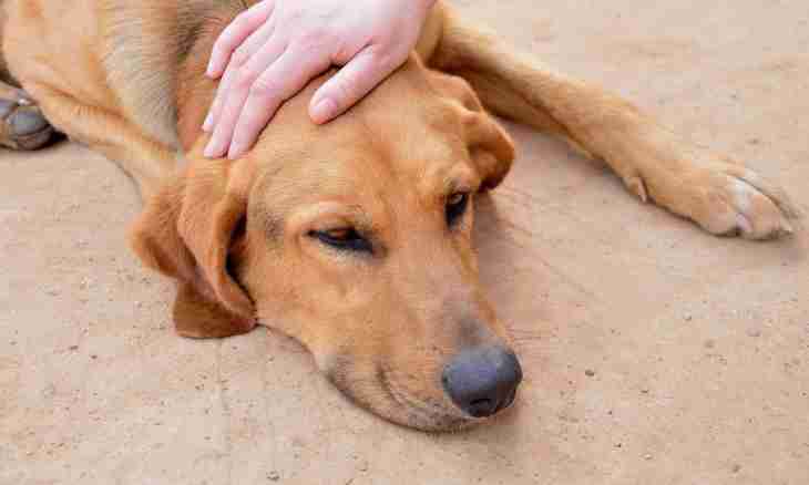 Leptospirosis at dogs: symptoms, reasons, treatment