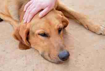 Leptospirosis at dogs: symptoms, reasons, treatment