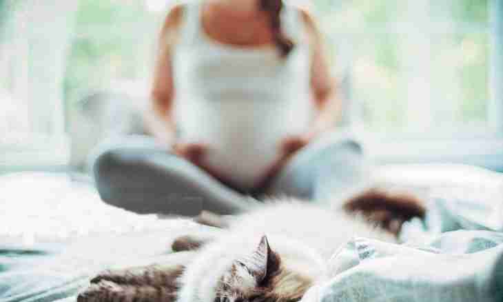 What is the time pregnancy at a cat proceeds