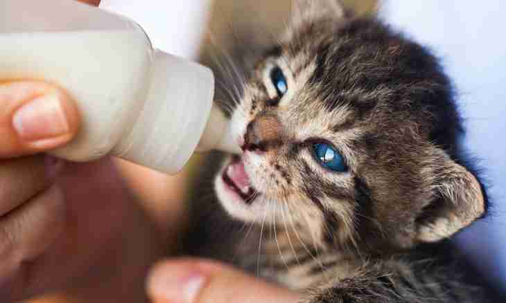 What to do if the cat drinks much