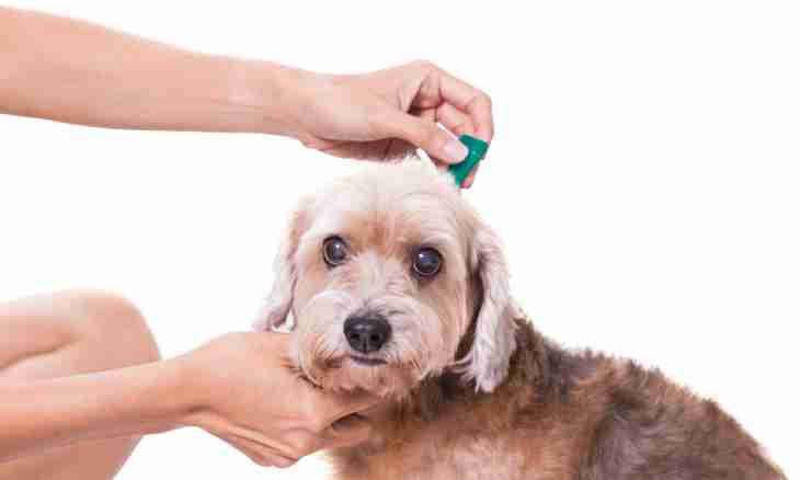 How to treat dogs for an ear tick