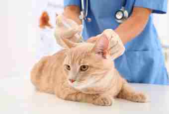 How to give injections to a cat