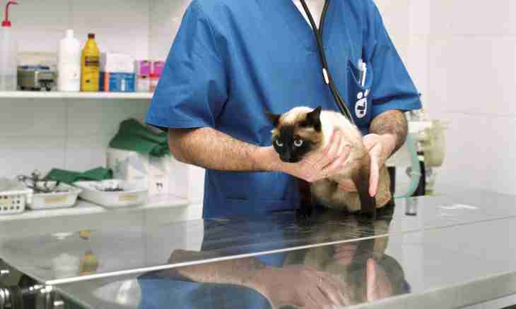 How to look after a cat after sterilization