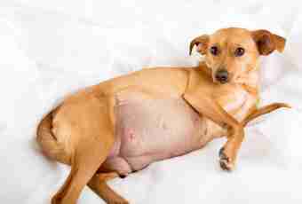 How to treat false pregnancy at a dog
