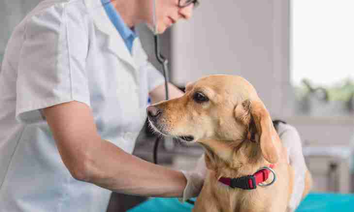 As enteritis at dogs is transmitted