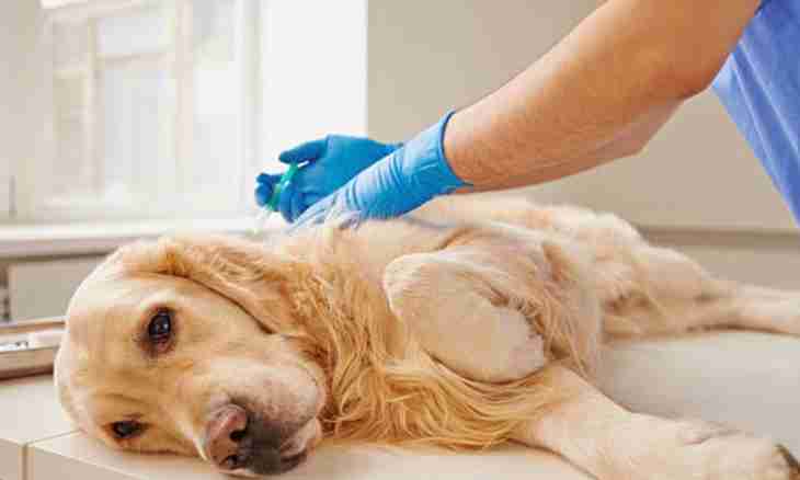 How to anesthetize a dog