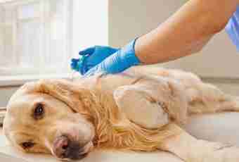 How to anesthetize a dog