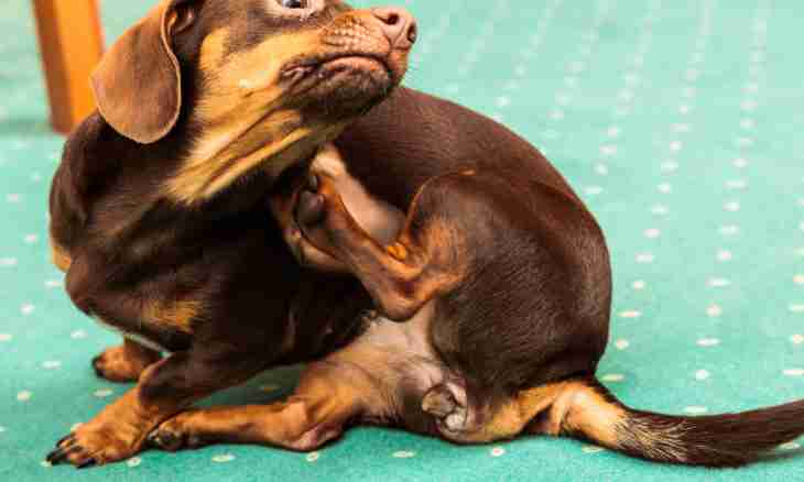 How to struggle with an allergy at a dachshund