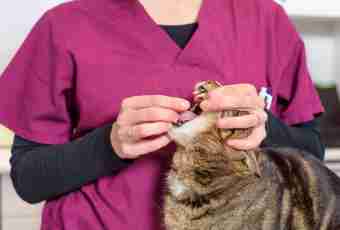 How to give injections an animal