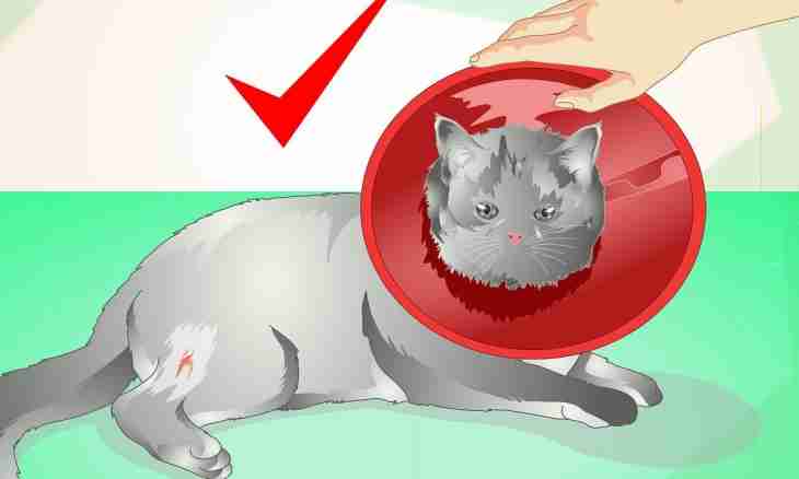 How to treat at cats cold