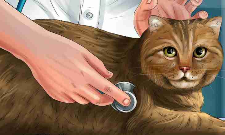 How to cure ears at a cat
