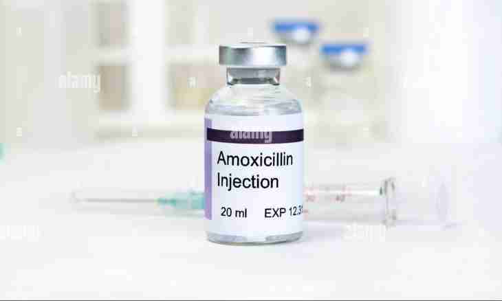 How to calculate an amoxicillin dose for a dog