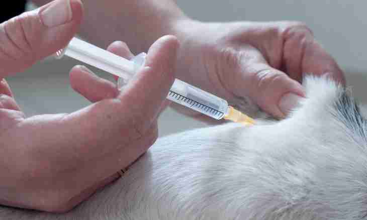 How to give hypodermically an injection to a cat