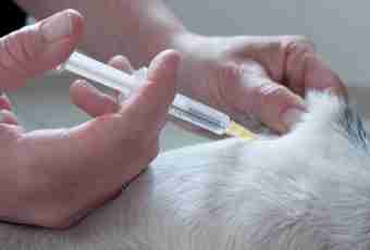 How to give hypodermically an injection to a cat
