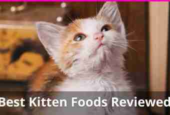What inoculations need to be done to cats