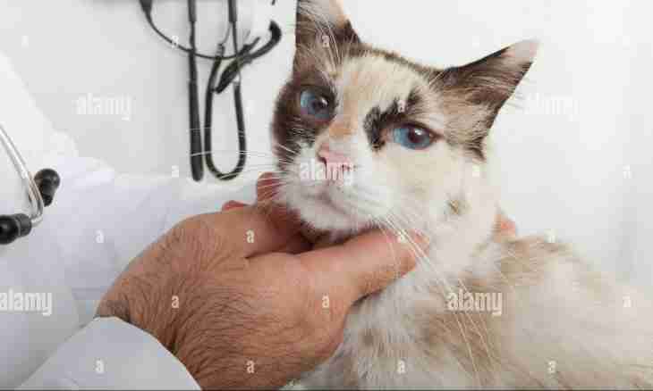 How to treat diseases of eyes at cats